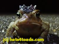 /home//u458753944/public_html/sourcegallery//Roxborough Toad Detour/2021/2021-03-31/P3310119.JPG